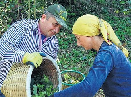 Fındık hasadı 4 Ağustos’ta başlıyor