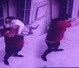 Konya’da vahşet! Hamile kediyi kameraya gösterip yere fırlattı