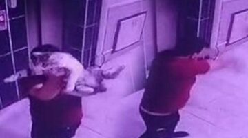 Konya’da vahşet! Hamile kediyi kameraya gösterip yere fırlattı