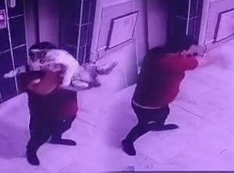 Konya’da vahşet! Hamile kediyi kameraya gösterip yere fırlattı