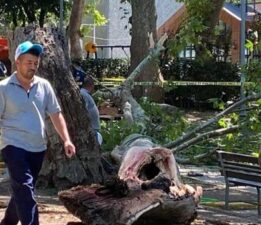 Korkunç olay! Ağacın kopan dev dalı insanların üzerine düştü