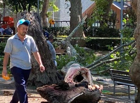 Korkunç olay! Ağacın kopan dev dalı insanların üzerine düştü