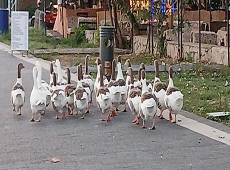 Kümese kapatılan kazlara ‘şartlı tahliye’ izni! Denize girmemek kaydıyla serbestler