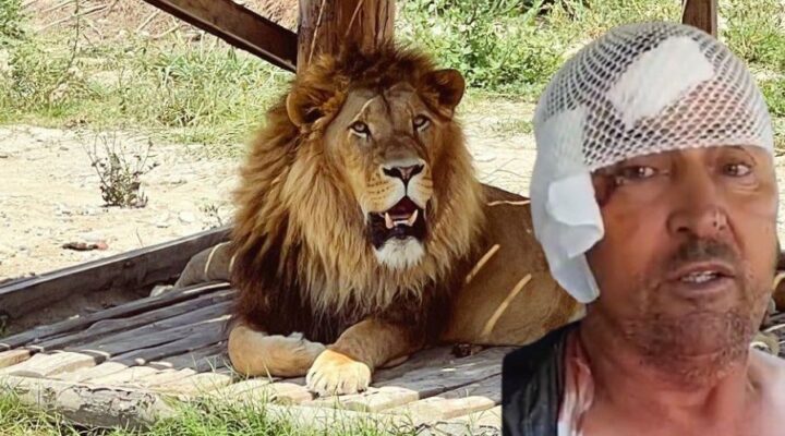 Manavgat’ta firari aslanla boğuşan adam anlattı: Bir anda üstüme çöktü