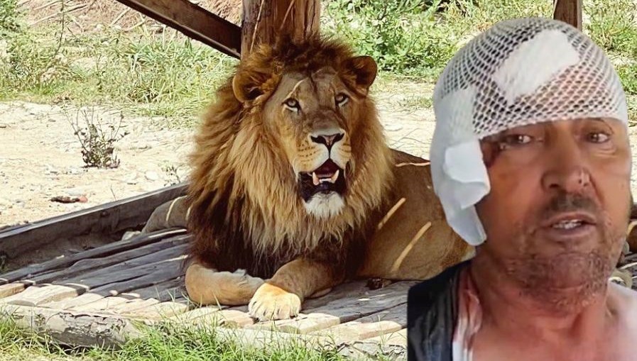 Manavgat’ta firari aslanla boğuşan adam anlattı: Bir anda üstüme çöktü