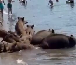 Marmaris’te yaban domuzları denize girerek serinledi