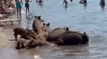Marmaris’te yaban domuzları denize girerek serinledi