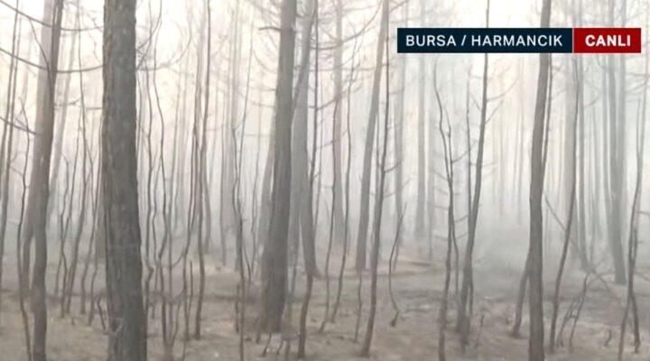 NTV Bursa’da yanan ormanları görüntüledi