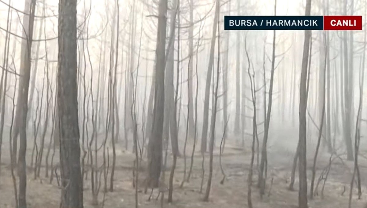NTV Bursa’da yanan ormanları görüntüledi