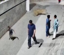 Pakistan’da kaçak aslan dehşeti