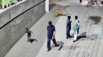 Pakistan’da kaçak aslan dehşeti