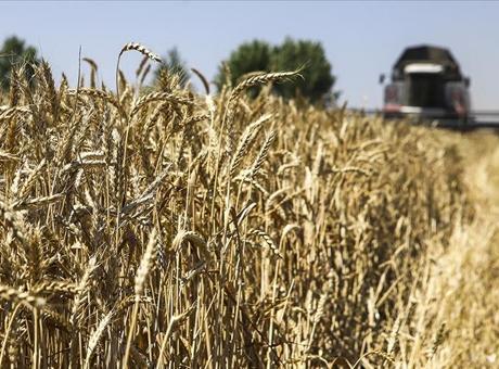 Rusya 55 milyon tonluk tahıl ihracı hedefliyor