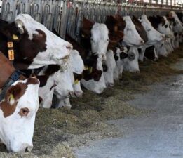 Şap hastalığının yeni serotipine karşı üretilen 6 milyon doz aşı sahaya sevk edildi