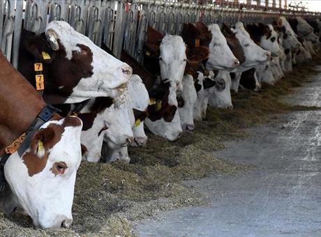 Şap hastalığının yeni serotipine karşı üretilen 6 milyon doz aşı sahaya sevk edildi
