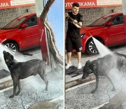 Sıcaktan bunalan köpek, iki saatte bir oto yıkamacıda kendini yıkatıyor!