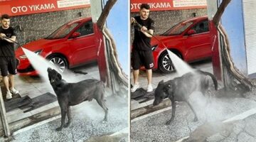 Sıcaktan bunalan köpek, iki saatte bir oto yıkamacıda kendini yıkatıyor!