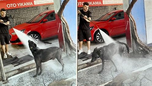 Sıcaktan bunalan köpek, iki saatte bir oto yıkamacıda kendini yıkatıyor!