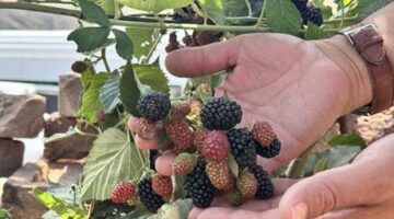 Siirt’te yüksek rakımda deneme üretimi yapılan böğürtlen olumlu sonuç verdi
