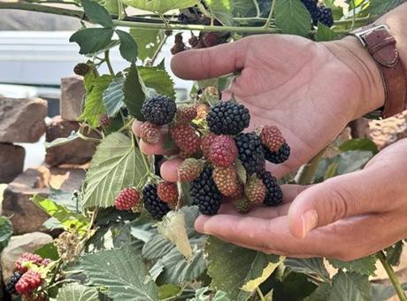 Siirt’te yüksek rakımda deneme üretimi yapılan böğürtlen olumlu sonuç verdi