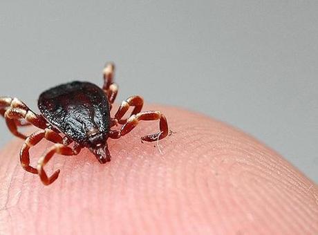 Sivas’ta kabus sürüyor: Kene yine can aldı