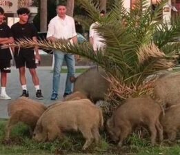 Şok eden manzara! Yaban domuzu sürüsü, ilçe merkezine indi