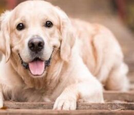 SON DAKİKA KÖPEK VE SAĞLIK HABERLERİ: EĞİTİLMİŞ KÖPEKLER PARKINSON HASTALIĞINI %98 ORANINDA TEŞHİS EDEBİLİYOR!