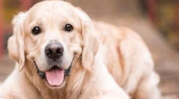 SON DAKİKA KÖPEK VE SAĞLIK HABERLERİ: EĞİTİLMİŞ KÖPEKLER PARKINSON HASTALIĞINI %98 ORANINDA TEŞHİS EDEBİLİYOR!