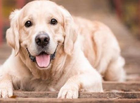 SON DAKİKA KÖPEK VE SAĞLIK HABERLERİ: EĞİTİLMİŞ KÖPEKLER PARKINSON HASTALIĞINI %98 ORANINDA TEŞHİS EDEBİLİYOR!