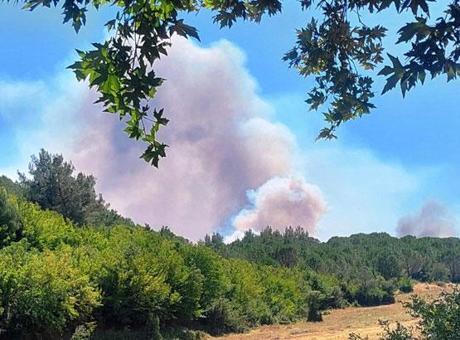 Son dakika! Urla’da orman yangını: Havadan ve karadan müdahale ediliyor