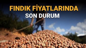 TMO fındık fiyatları açıklandı mı? Fındık alım fiyatlarında son durum
