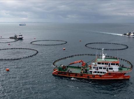 Trabzon’un su ürünleri ihracat geliri arttı