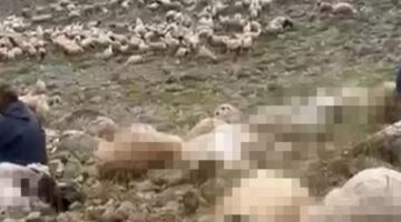 Tunceli’de feci olay! Yaylaya yıldırım düştü, 200 küçükbaş öldü
