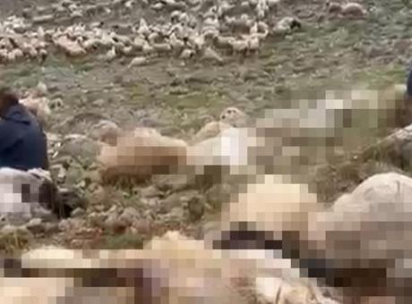 Tunceli’de feci olay! Yaylaya yıldırım düştü, 200 küçükbaş öldü