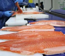 Türk somonu ihracatı 217,1 milyon dolara ulaştı