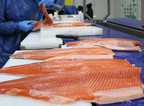 Türk somonu ihracatı 217,1 milyon dolara ulaştı