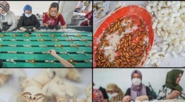 Türkiye’nin ipek böceği yumurtası ihtiyacının tamamı Bursa’daki merkezden sağlanıyor