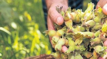 Üretici yeni sezonda 400 bin ton fındık bekliyor! Fiyat 250 TL olur mu?