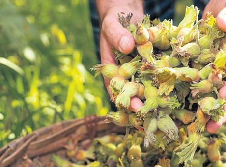 Üretici yeni sezonda 400 bin ton fındık bekliyor! Fiyat 250 TL olur mu?