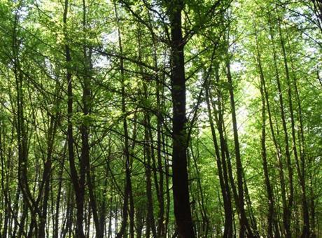Valilik duyurdu! Yalova’da ormanlara girişler yasaklandı