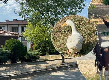 Yalova’da tepki çeken hayvan besleme yasağı! Belediyeden açıklama geldi