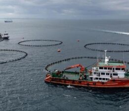 Yılın ilk yarısında 973 milyon 820 bin dolarlık su ürünleri ihraç edildi