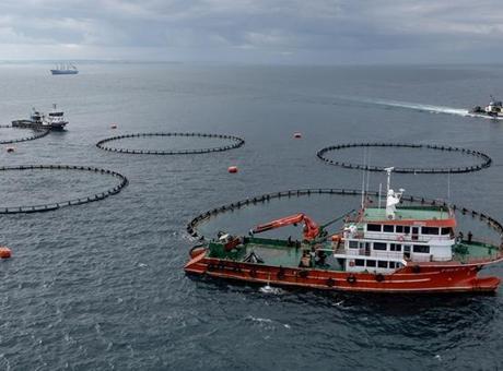 Yılın ilk yarısında 973 milyon 820 bin dolarlık su ürünleri ihraç edildi