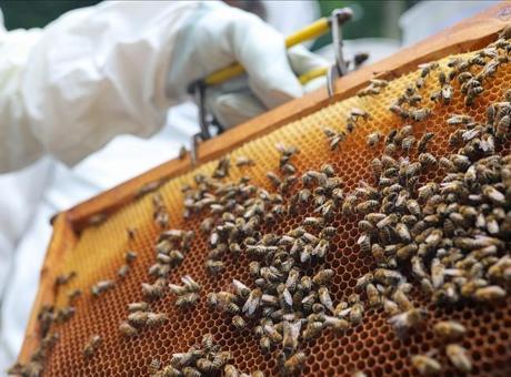 Zonguldak’ta kestane balından 600 ton rekolte bekleniyor