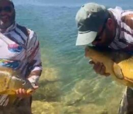 15 kiloluk dev! Amatör balıkçının ağına takıldı