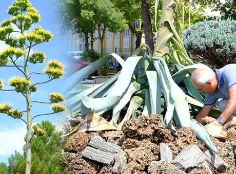 20 yıl beklediler! Sadece bir kez açan ‘sabır’ çiçeği’ ömrünü tamamladı