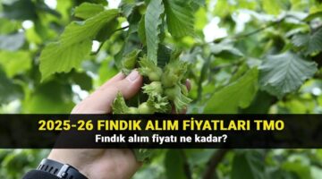 2025 fındık fiyatları belli oldu mu? Fındık fiyatlarında son durum