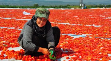 34 ülkeye ihraç: Kilosu 110 ve 120 TL arasında