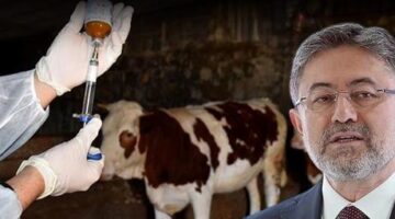 60 sene sonra ilk kez görüldü! Bakan Yumaklı: Enstitüsü yeni serotipe karşı aşı üretti