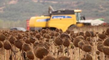 Anıza ekim yöntemi, verim artışıyla ayçiçeği üreticisini sevindirdi