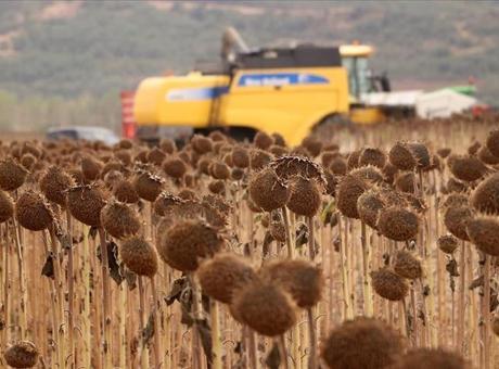 Anıza ekim yöntemi, verim artışıyla ayçiçeği üreticisini sevindirdi